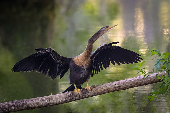 Anhinga