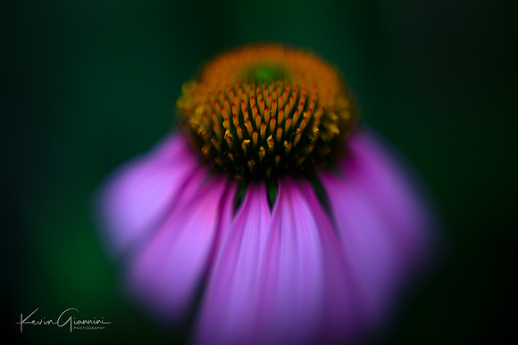Coneflower