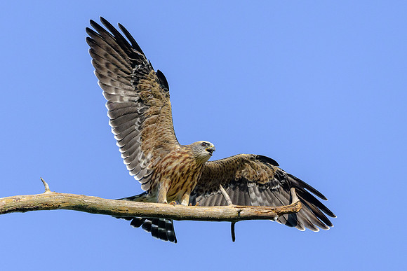 Mississippi Kite Juvenile
