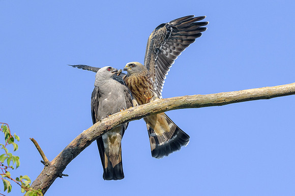 Mississippi Kites