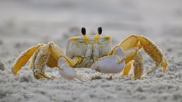 Ghost Crab