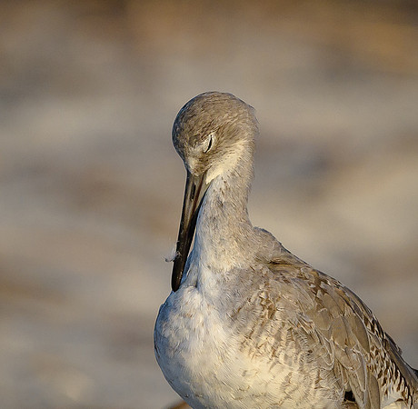 Willet