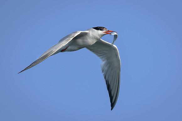 Tern with fish