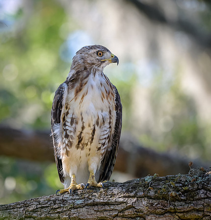 Juvenile Red-tailed Hawk