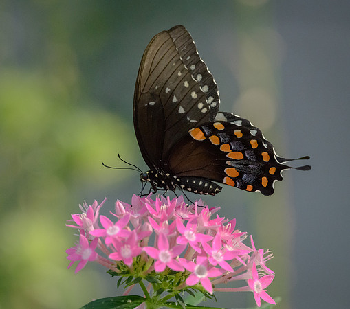 Spicebush Swallowtail