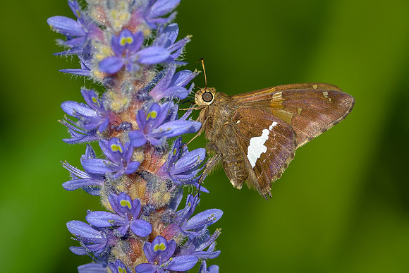 Silver-spotted Skipper
