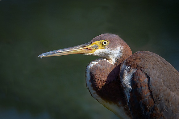 Tricolored Heron