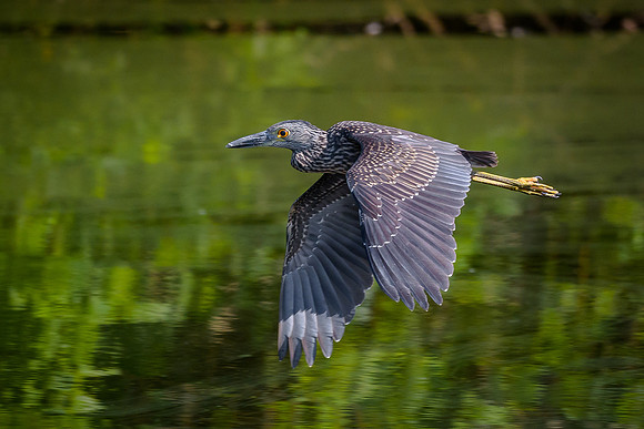 Juvenile Yellow-crowned Night-heron