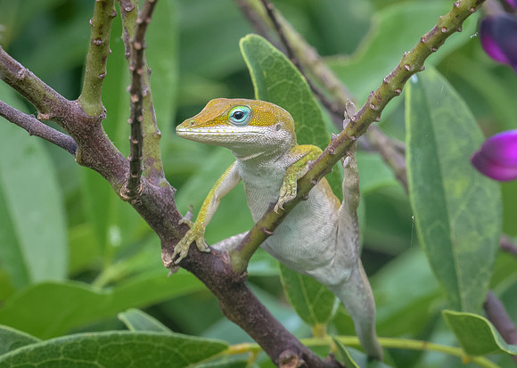 Carolina Anole