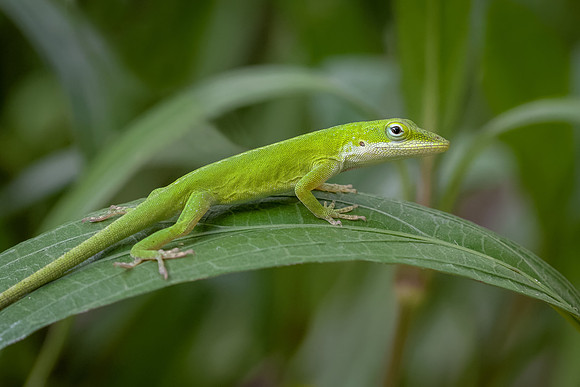 Carolina Anole
