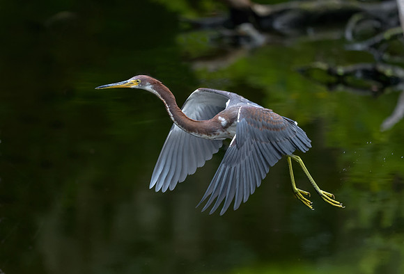 Tricolored Heron