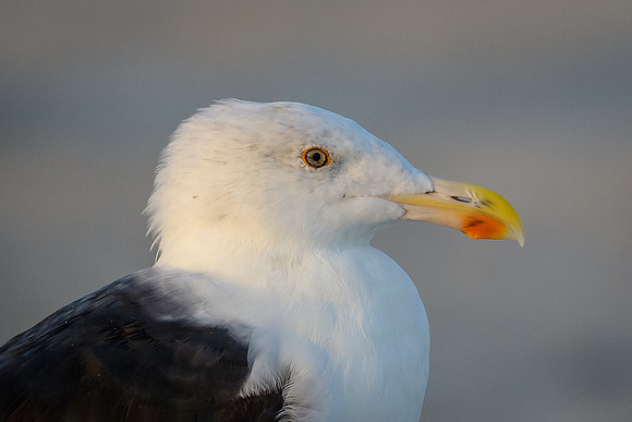 Black-baked Gull