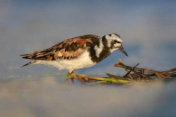 Ruddy Turnstone