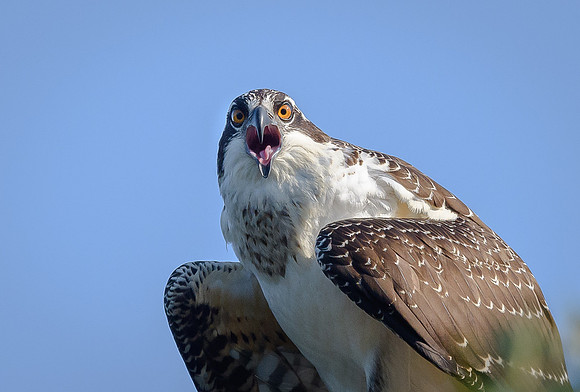 Osprey
