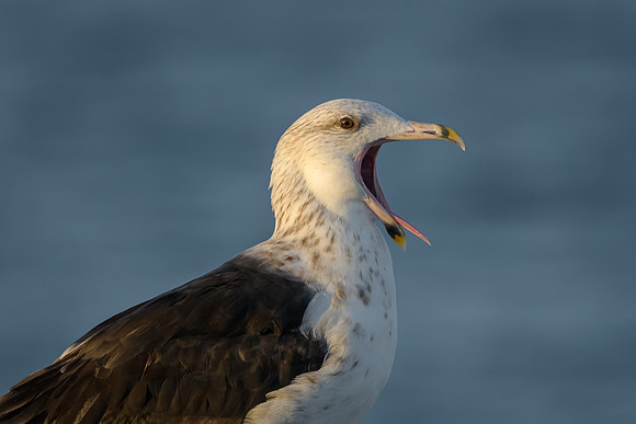 Great Black-backed Gull