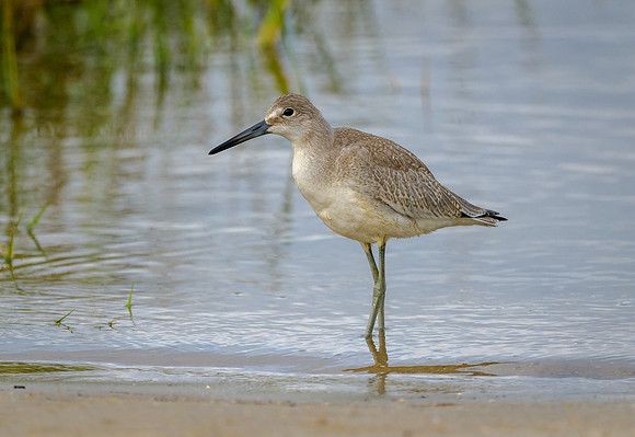 Willet