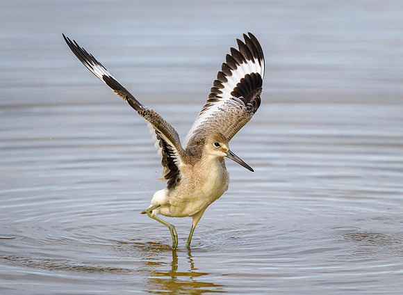 Willet