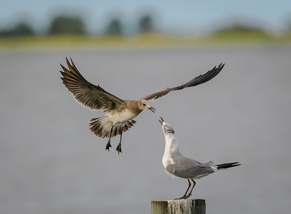 Two gulls vying for a prime spot