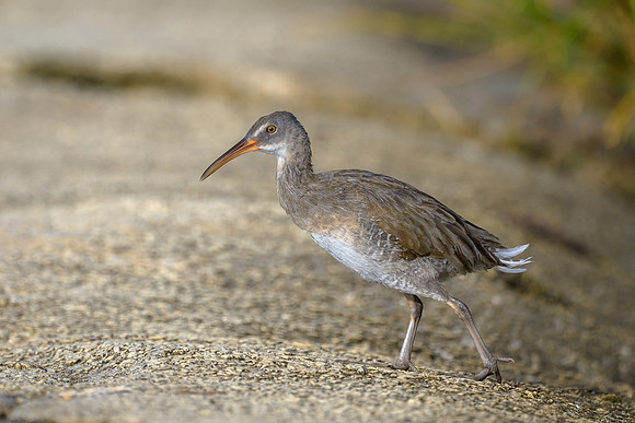 Clapper Rail