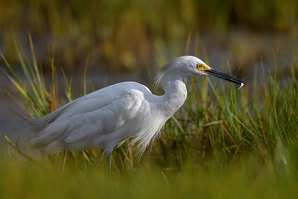 Snowy Egret with fish