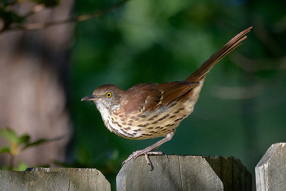 Brown Thrasher