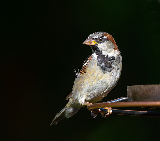 House Sparrow