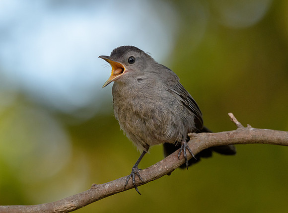 Gray Catbird