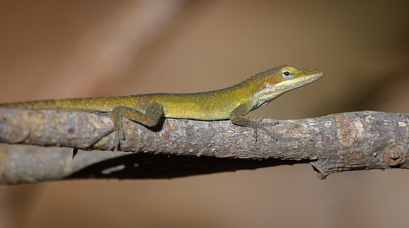 Carolina Anole