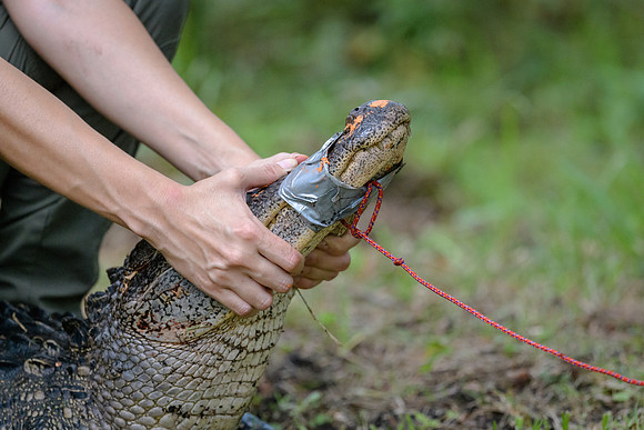 Alligator before release by researchers