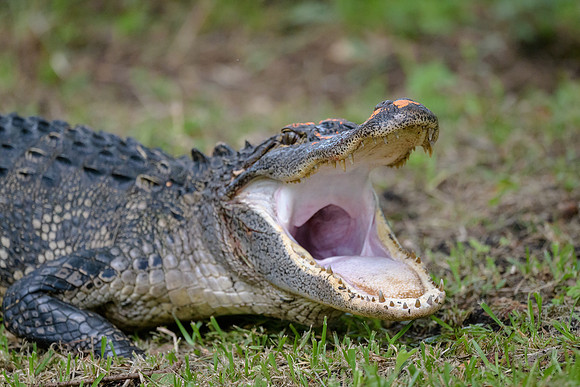 Alligator