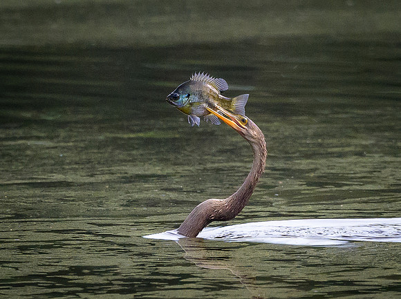 Anhinga with fish