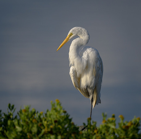 Great Egret