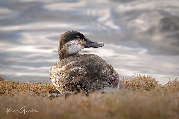 Ruddy Duck