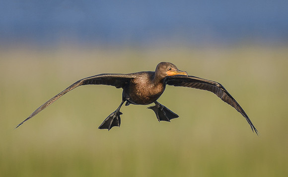 Double-crested Cormorant