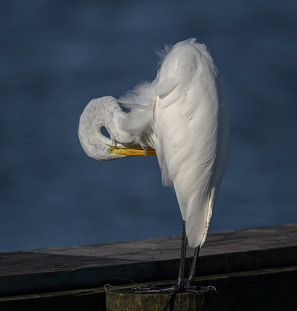 Great Egret