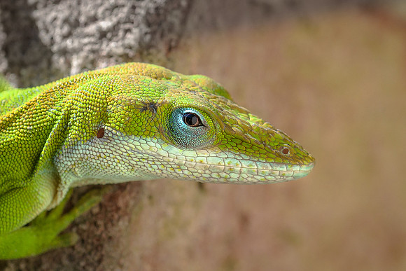 Carolina Anole