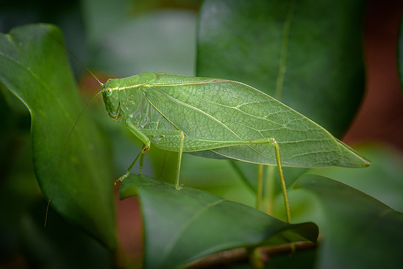 Katydid  (or maybe she didn't)