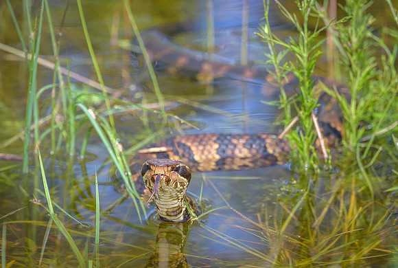 Water Moccasin