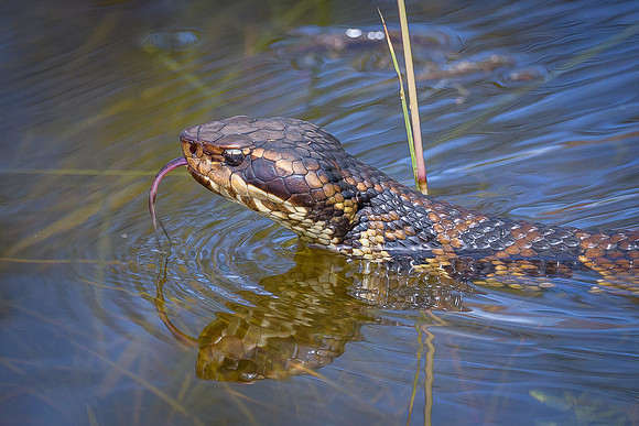 Water Moccasin