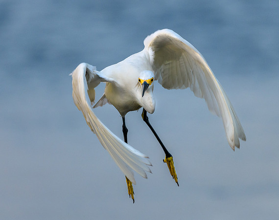Snowy Egret