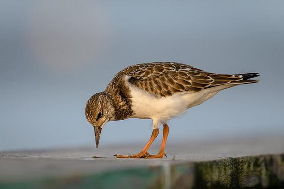 Ruddy Turnstone