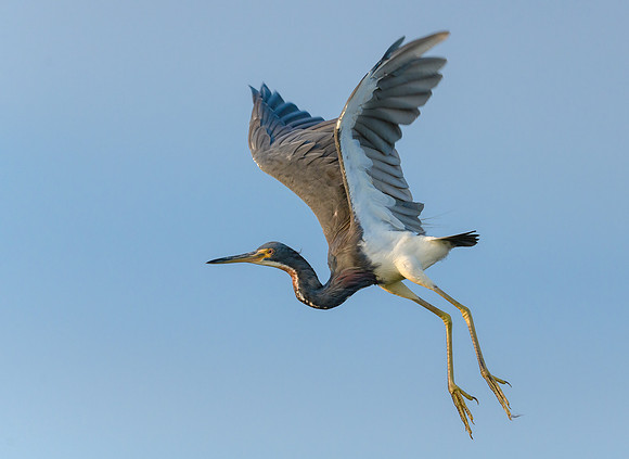 Tricolored Heron
