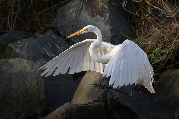 Great Egret