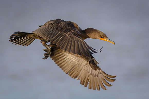 Double-crested Cormorant