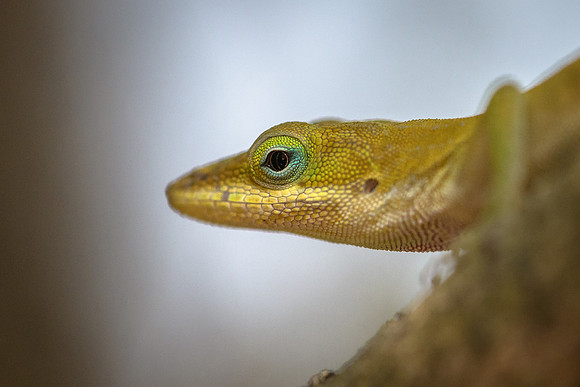 Carolina Anole