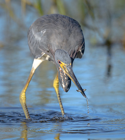 Tricolored Heron