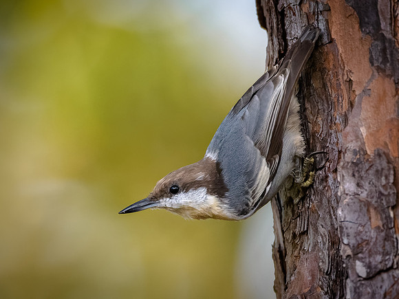 Brown-headed Nuthatch