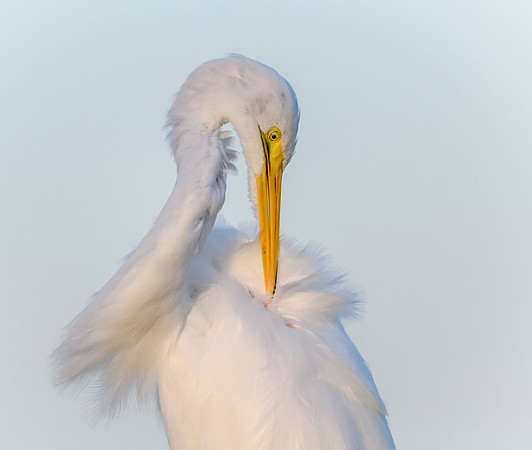 Great Egret