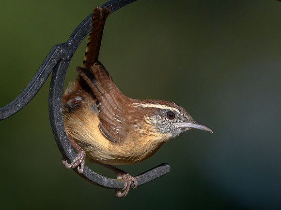 Carolina wren