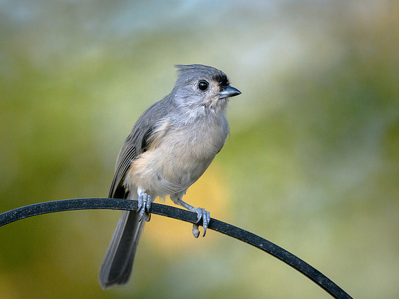 Tufted Titmouse